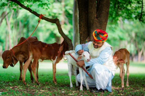 Maa Matangi Dham Gaushaala