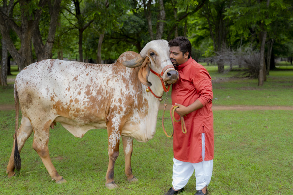 Maa Matangi Dham Gaushaala