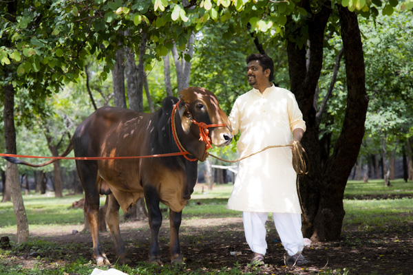 Maa Matangi Dham Gaushaala